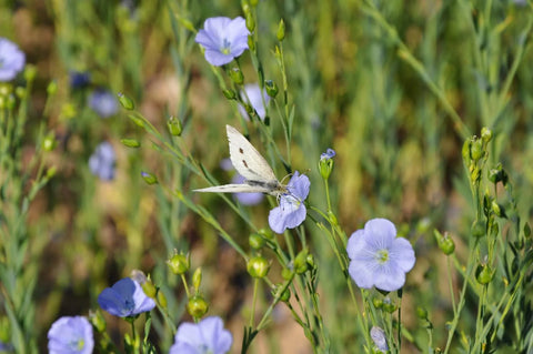 Sommer auf dem Hof in Bildern