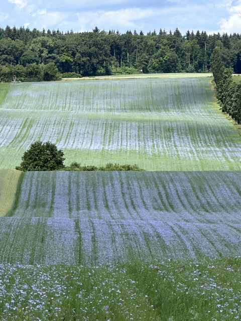 Blühendes Leinfeld in der Kraichgauer Landschaft